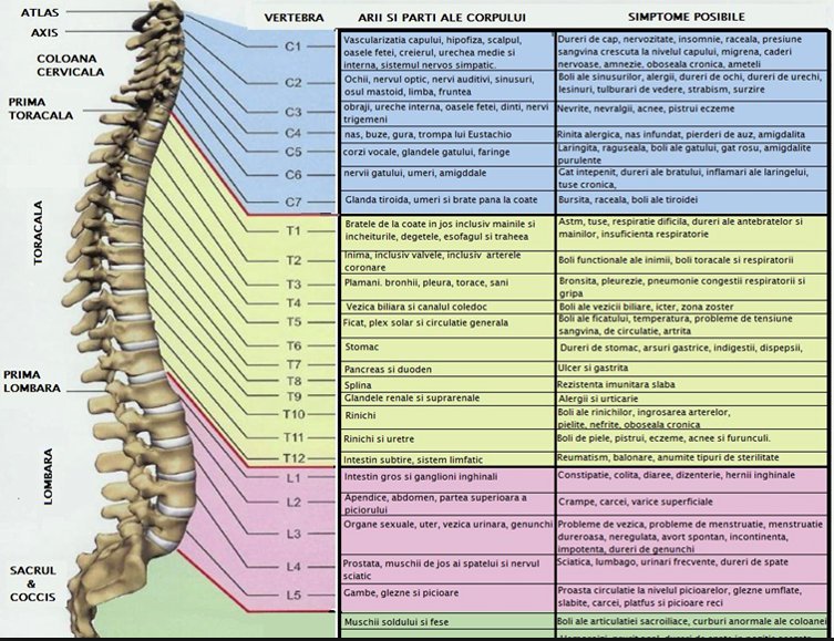 Legatura dintre coloana vertebrala si organele interne.Cauza durerilor si afectiunilor!