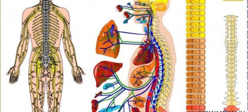 Legatura dintre coloana vertebrala si organele interne.Cauza durerilor si afectiunilor!