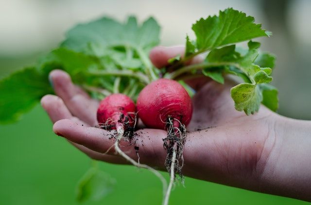 Ce legume cresc cel mai repede? 10 soiuri pe care să le ai în grădină