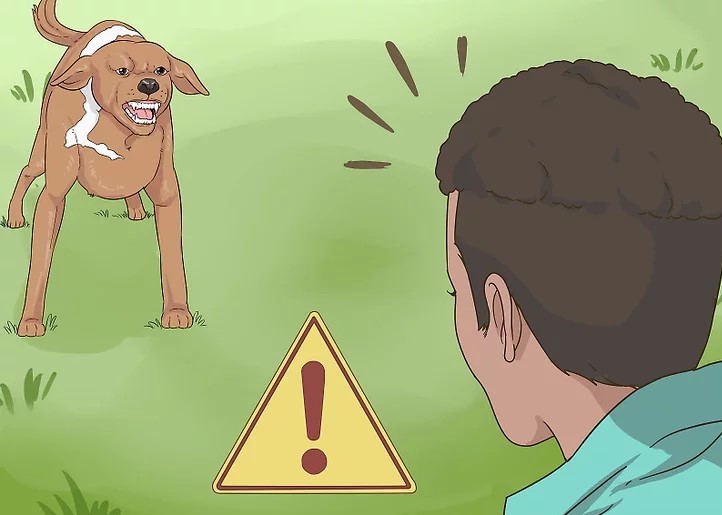 Ce să faci atunci când întâlnești un câine vagabond: cum să te protejezi dacă ești atacat ?