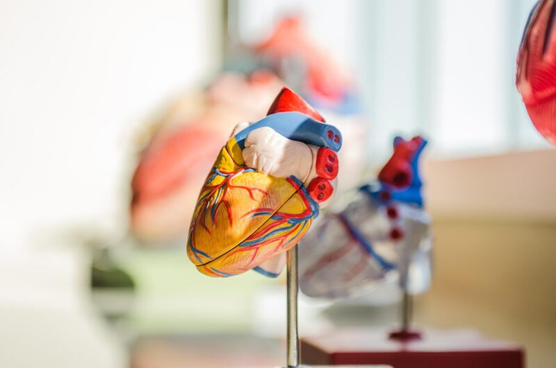 De ce inima se află în partea stângă a corpului? Alte curiozităţi despre acest fascinant “motor” al organismului