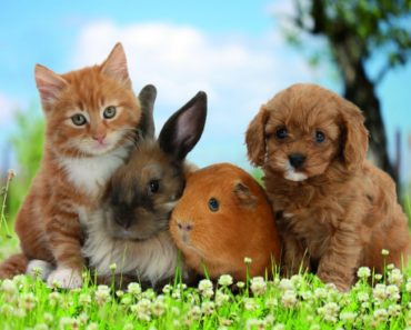 6 fapte stiintifice, care demonstreaza ca animalele de companie va prelungesc viata!