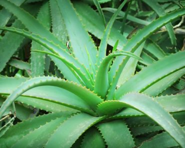 Aloe Vera, planta nemuririi. Ce știau anticii despre „tinerețe fără bătrânețe”