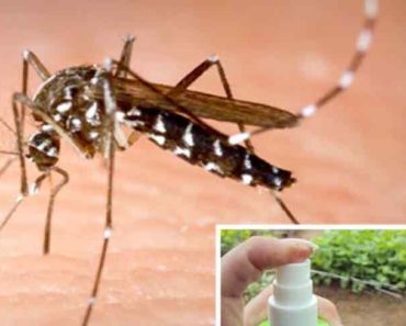 Un amestec simplu te va proteja de țânțari toată vara. Încearcă-l și nu vei regreta!