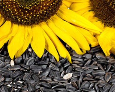 De ce TREBUIE să mănânci seminţe de floarea-soarelui! 5 superbeneficii UIMITOARE pentru sănătatea ta