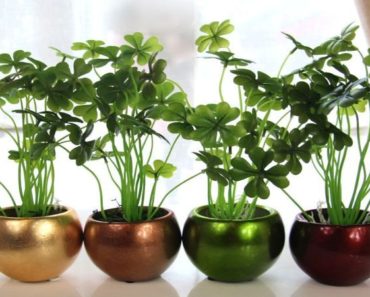 4 plante de apartament care aduc prosperitate si noroc, ideale pentru o casa noua