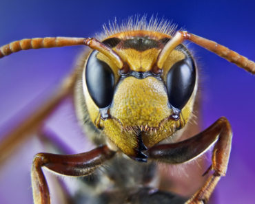 Cât de periculoasă poate fi o înțepătură de albină sau de viespe?