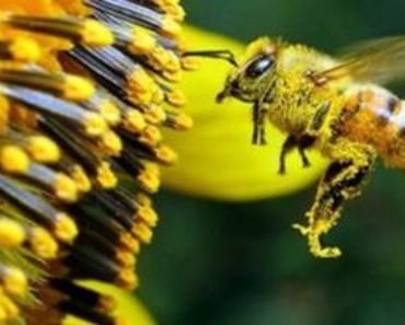 Curiozități despre albine: Societatea uimitoare a stăpânelor mierii