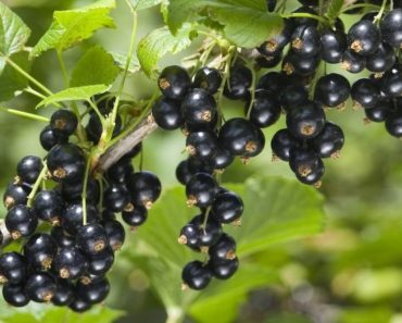 Legumele si fructele negre contin cel mai puternic antioxidant (RESVERATROL)