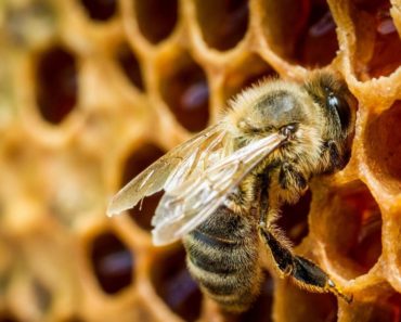 Dacă ar dispărea brusc albinele, omenirea nu ar supravieţui mai mult de 4 ani fără aceste insecte.
