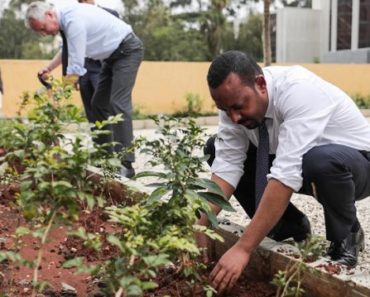 Etiopia a plantat peste 350 de milioane de copaci într-o zi pentru a combate criza climatică