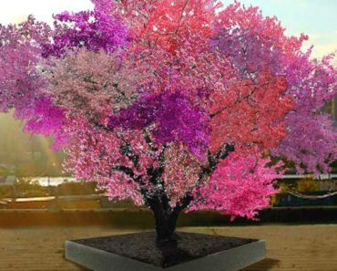 Singurul copac din lume care face 40 de soiuri de fructe: piersici, prune, migdale, caise, cireșe etc.