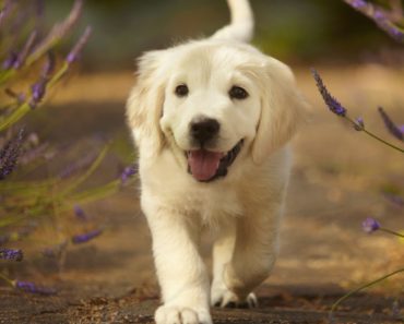 Un câine este cel mai bun medicament! Efectele terapeutice pe care le au asupra ta prietenii cu blană
