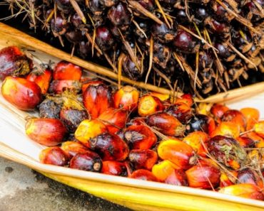 Uleiul de palmier – Pericol pentru sanatate