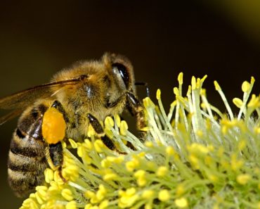 Albinele au fost declarate cele mai importante ființe de pe planetă