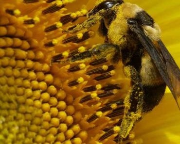 Zece beneficii uimitoare ale polenului de albine: miracolul naturii care ne ajută să nu îmbătrânim şi să trăim sănătos
