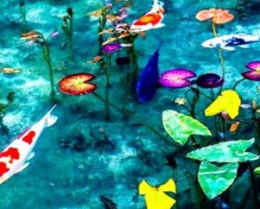 Iazul lui Monet – Lacul din Japonia care arată ca un tablou viu. VIDEO