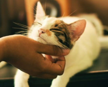 Iubirea față de pisici e un indiciu al sănătății psihologice
