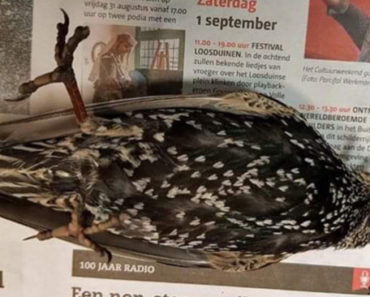 În Olanda a fost testat 5G – sute de păsări au murit imediat! Ce a fost asta? (+Foto)
