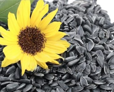 Semintele de floarea-soarelui: 5 beneficii pe care sigur nu stiai ca le au!