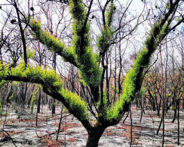 Viața iese din cenușă în Australia. Cum învie pădurile după marile incendii
