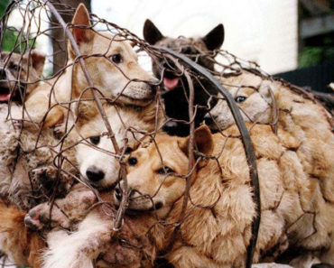 China pregătește o măsură fără precedent: se interzice consumul cărnii de câine, șarpe, broaște sau țestoase