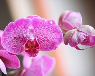 9 reguli de îngrijire a orhideei, datorită cărora planta va înflori abundent pe tot parcurusl anului!
