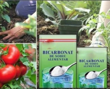 Sfaturi care te vor ajuta mult – Iată cum se folosește bicarbonatul de sodiu în grădină