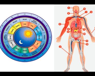 Acestea sunt orele de refacere a organelor din corp – Ceasul Biologic al Organismului