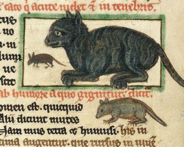 Cum a apărut mitul conform căruia pisicile negre aduc ghinion?