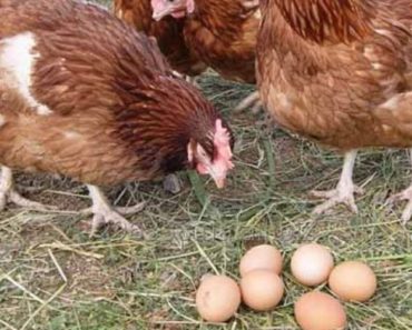 Motivul de ce se opresc găinile din ouat!