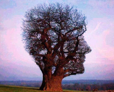 Puterea terapeutica a copacilor