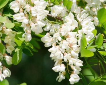 Florile de salcâm – Leac pentru peste 60 de boli și afecțiuni