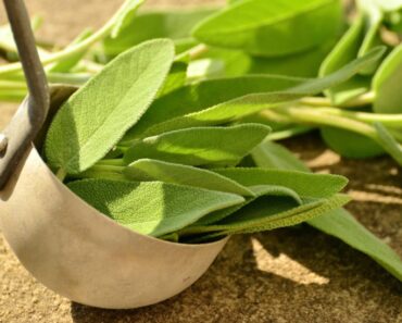 Ceaiul de salvie, folosit la tratarea a peste 60 de afecțiuni, încă din Antichitate