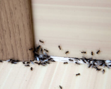 Ce ingrediente naturale tin furnicile la distanta