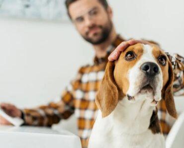 De ce nu este bine să mângâi câinele pe cap?